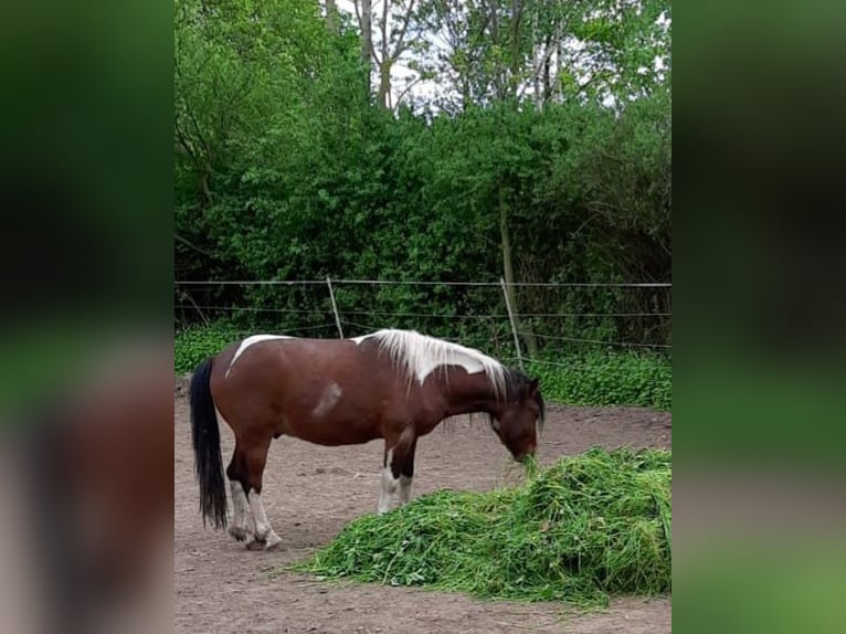 Weitere Ponys/Kleinpferde Mix Wallach 4 Jahre 120 cm Schecke in Frohburg