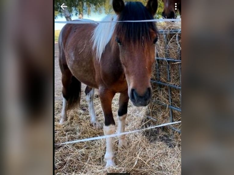 Weitere Ponys/Kleinpferde Mix Wallach 4 Jahre 120 cm Schecke in Frohburg