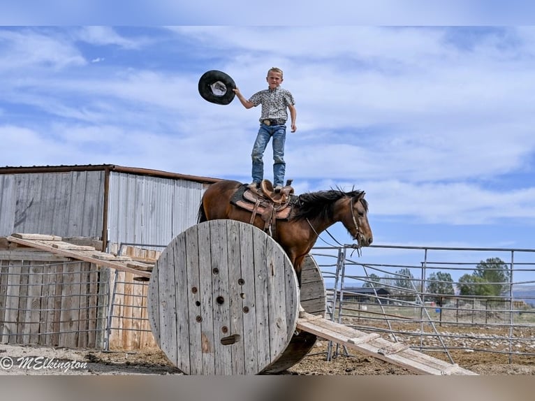 Weitere Ponys/Kleinpferde Wallach 4 Jahre 122 cm Rotbrauner in Rigby