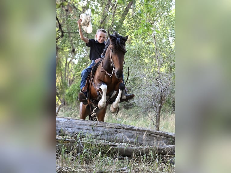 Weitere Ponys/Kleinpferde Wallach 4 Jahre 122 cm Rotbrauner in Rigby
