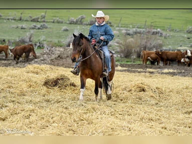 Weitere Ponys/Kleinpferde Wallach 4 Jahre 122 cm Rotbrauner in Rigby