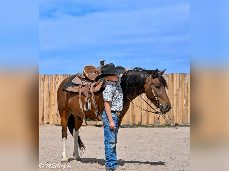 Weitere Ponys/Kleinpferde Wallach 4 Jahre 122 cm Rotbrauner in Rigby