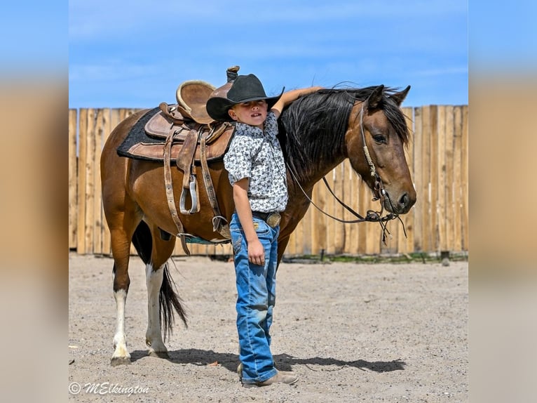 Weitere Ponys/Kleinpferde Wallach 4 Jahre 122 cm Rotbrauner in Rigby