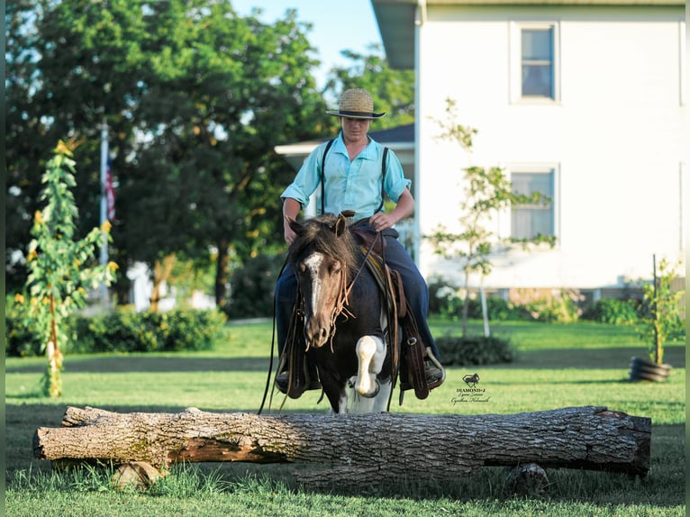 Weitere Ponys/Kleinpferde Wallach 4 Jahre 122 cm in Fairbank, IA