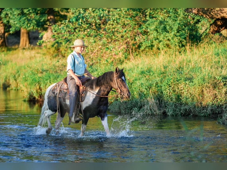 Weitere Ponys/Kleinpferde Wallach 4 Jahre 122 cm in Fairbank, IA