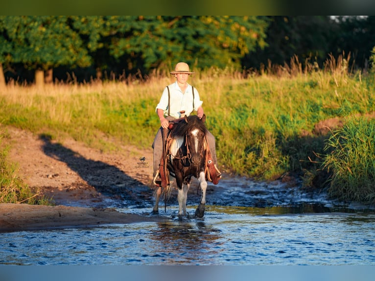 Weitere Ponys/Kleinpferde Wallach 4 Jahre 122 cm in Fairbank, IA