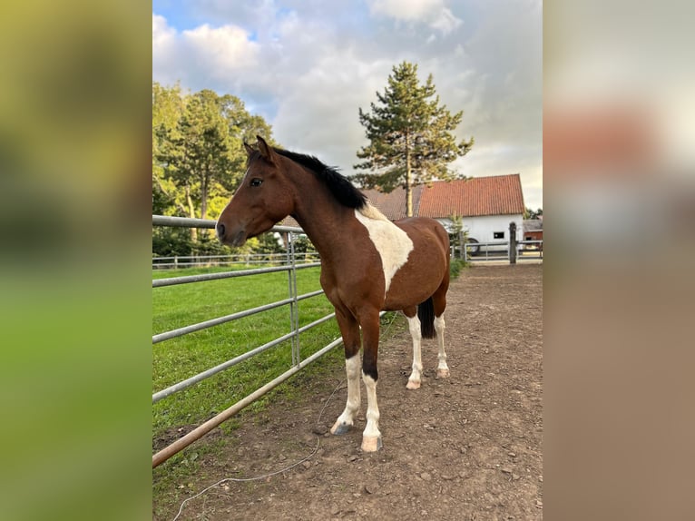 Weitere Ponys/Kleinpferde Wallach 4 Jahre 125 cm Schecke in Diepholz