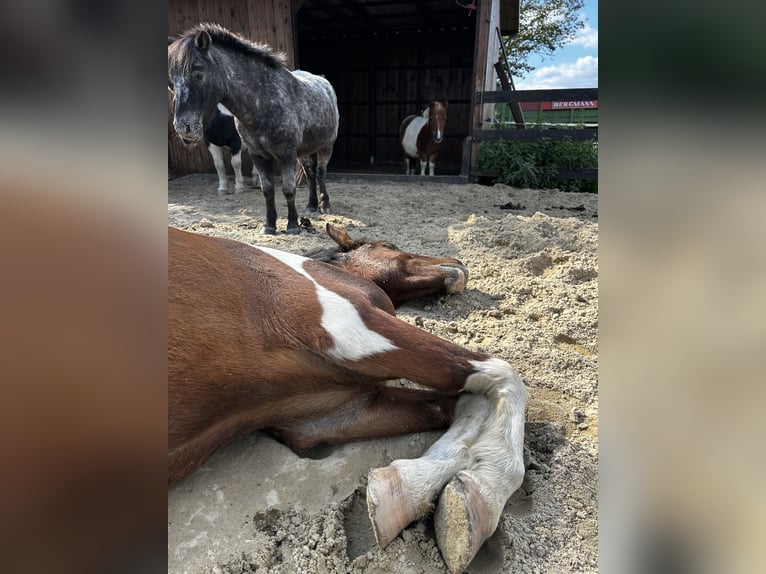 Weitere Ponys/Kleinpferde Wallach 4 Jahre 125 cm Schecke in Diepholz