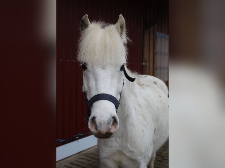Weitere Ponys/Kleinpferde Mix Wallach 4 Jahre 125 cm Schimmel in Alfhausen