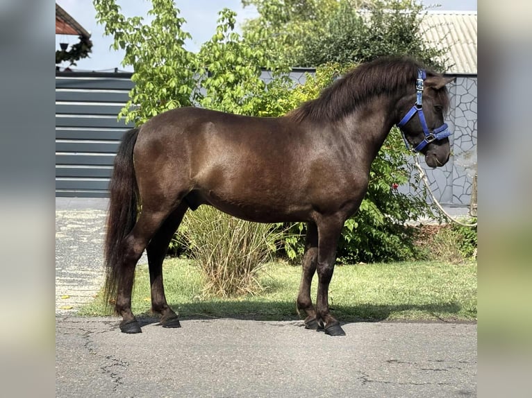 Weitere Ponys/Kleinpferde Wallach 4 Jahre 127 cm Brauner in B&#xE9;k&#xE9;s
