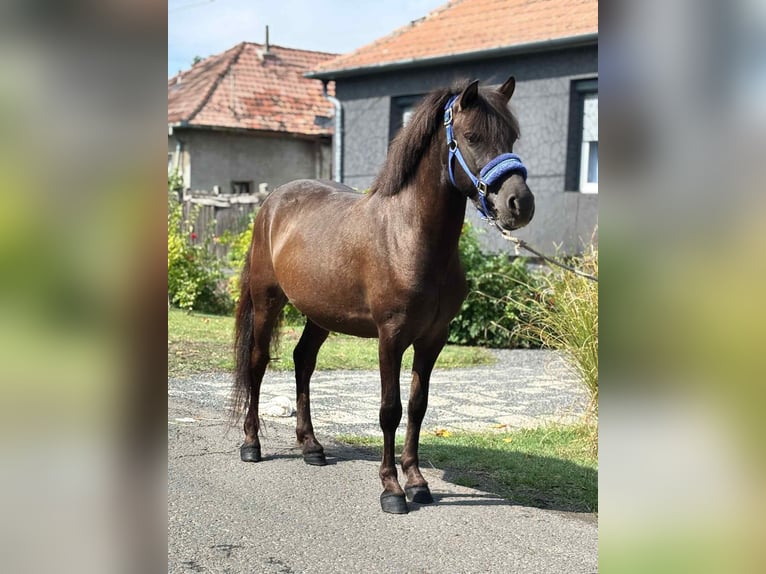 Weitere Ponys/Kleinpferde Wallach 4 Jahre 127 cm Brauner in B&#xE9;k&#xE9;s