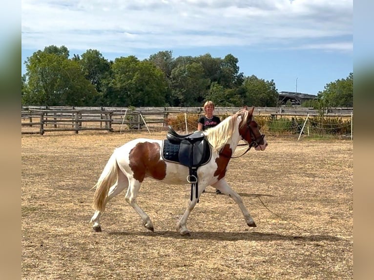 Weitere Ponys/Kleinpferde Wallach 4 Jahre 127 cm Schecke in Rechnitz