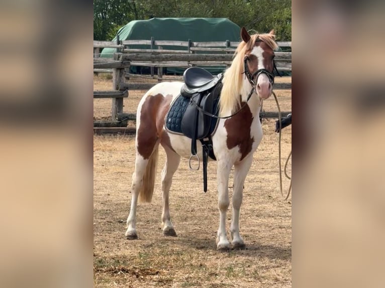 Weitere Ponys/Kleinpferde Wallach 4 Jahre 127 cm Schecke in Rechnitz