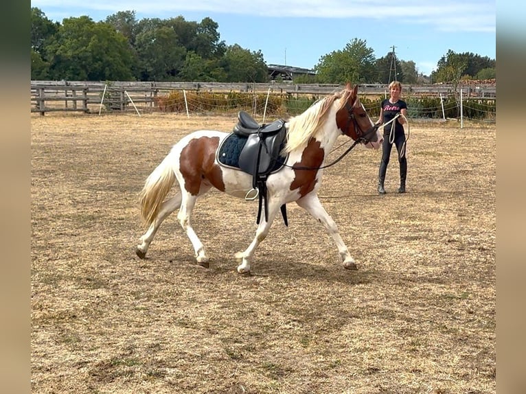 Weitere Ponys/Kleinpferde Wallach 4 Jahre 127 cm Schecke in Rechnitz
