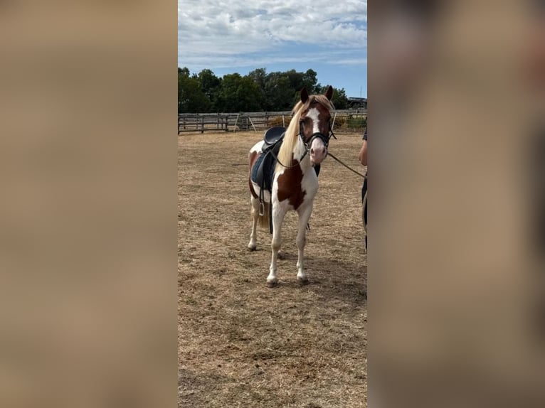 Weitere Ponys/Kleinpferde Wallach 4 Jahre 127 cm Schecke in Rechnitz