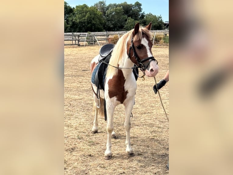 Weitere Ponys/Kleinpferde Wallach 4 Jahre 127 cm Schecke in Rechnitz