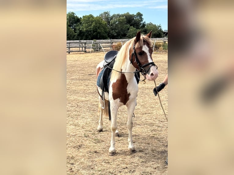 Weitere Ponys/Kleinpferde Wallach 4 Jahre 127 cm Schecke in Rechnitz