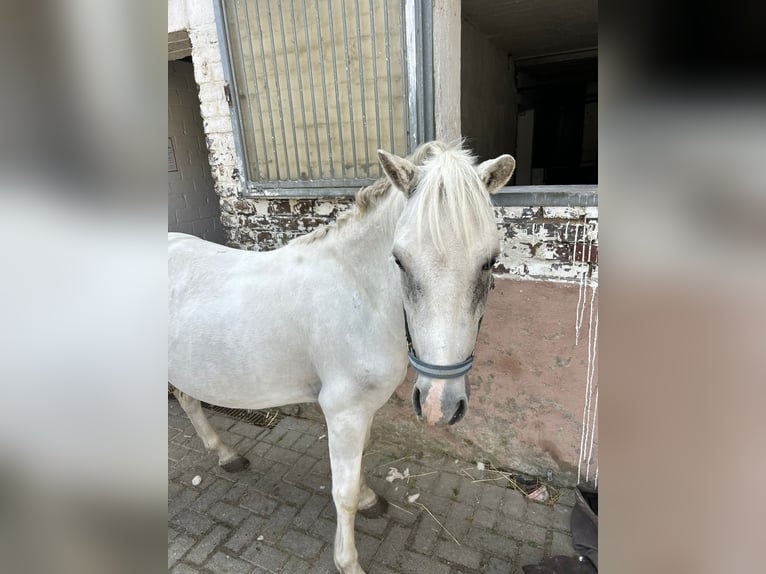 Weitere Ponys/Kleinpferde Mix Wallach 4 Jahre 130 cm Schimmel in Gelsenkirchen
