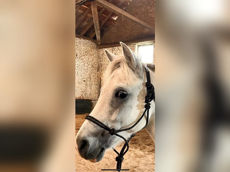 Weitere Ponys/Kleinpferde Mix Wallach 4 Jahre 130 cm Schimmel in Gelsenkirchen