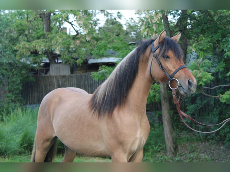 Weitere Ponys/Kleinpferde Wallach 4 Jahre 132 cm Falbe in Békés