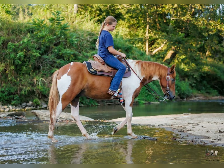 Weitere Ponys/Kleinpferde Wallach 4 Jahre 132 cm Schecke in Auburn