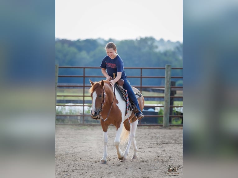 Weitere Ponys/Kleinpferde Wallach 4 Jahre 132 cm Schecke in Auburn