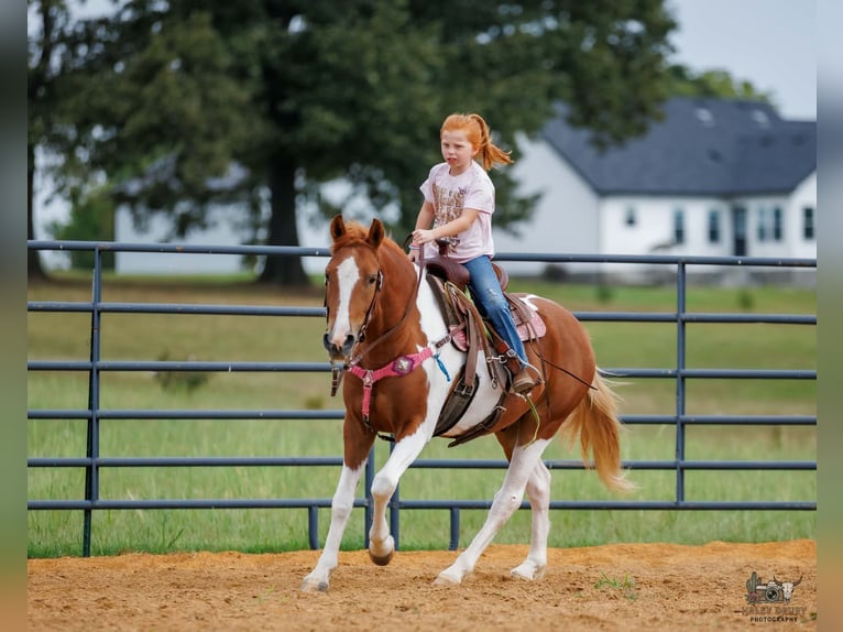 Weitere Ponys/Kleinpferde Wallach 4 Jahre 132 cm Schecke in Auburn