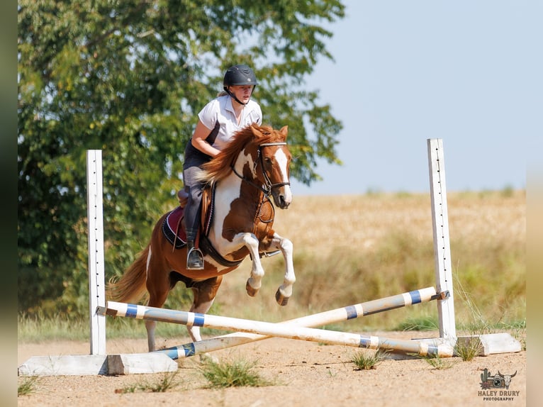 Weitere Ponys/Kleinpferde Wallach 4 Jahre 132 cm Schecke in Auburn