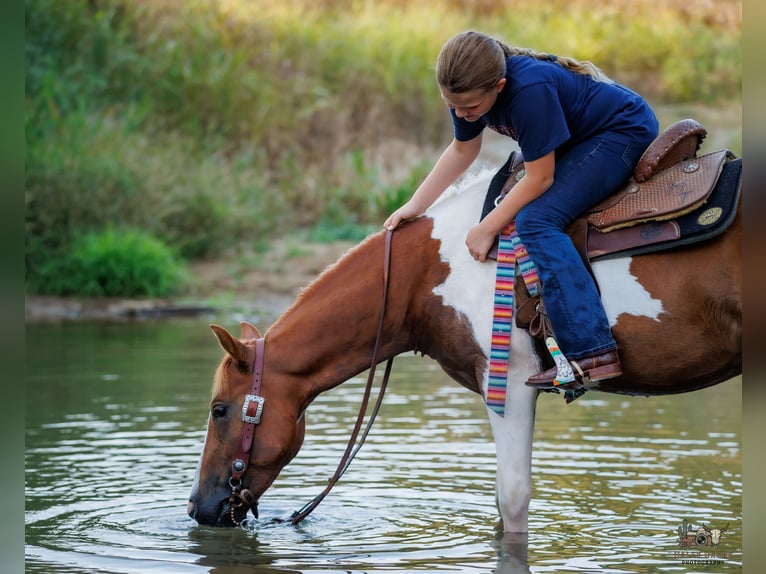 Weitere Ponys/Kleinpferde Wallach 4 Jahre 132 cm Schecke in Auburn