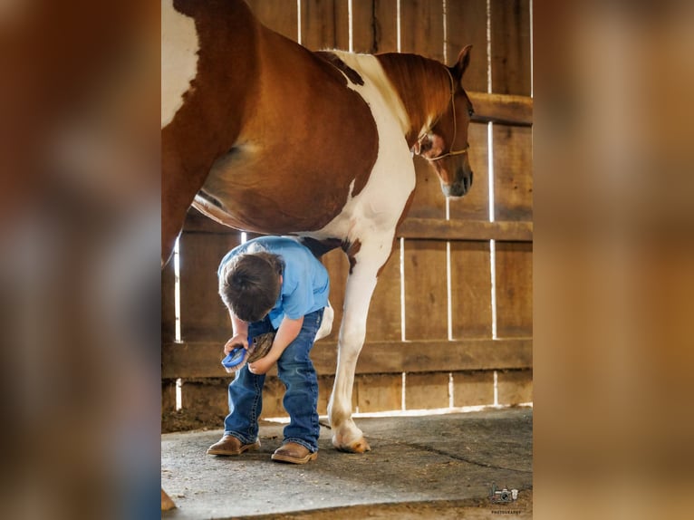 Weitere Ponys/Kleinpferde Wallach 4 Jahre 132 cm Schecke in Auburn