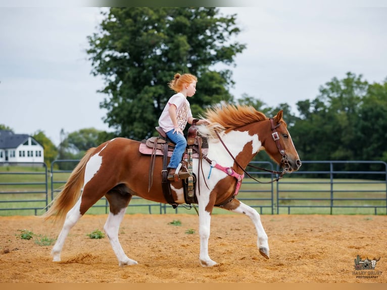 Weitere Ponys/Kleinpferde Wallach 4 Jahre 132 cm Schecke in Auburn