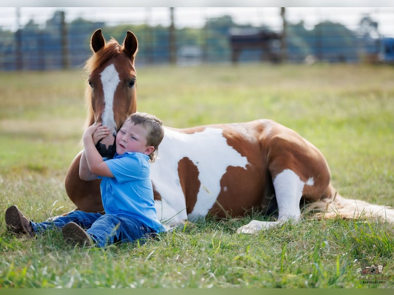 Weitere Ponys/Kleinpferde Wallach 4 Jahre 132 cm Schecke in Auburn