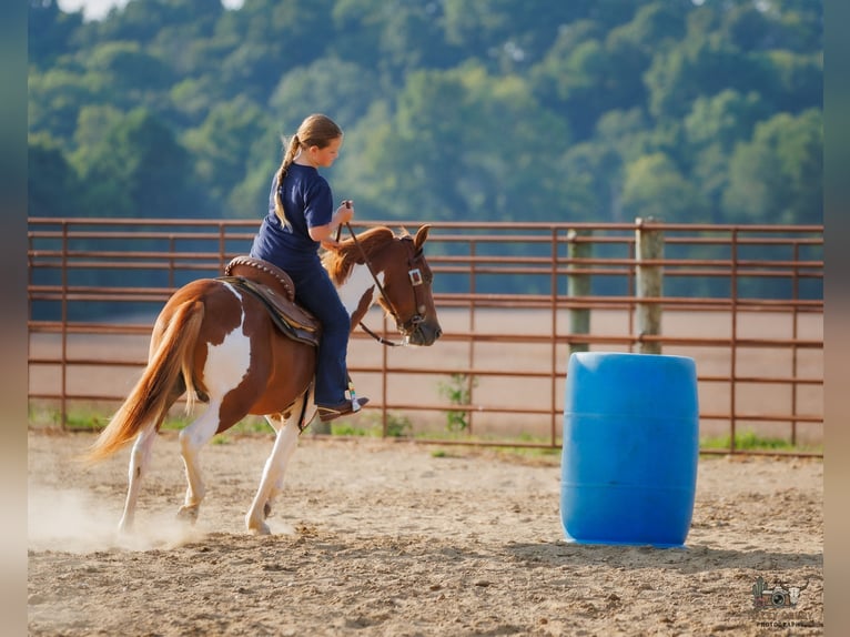 Weitere Ponys/Kleinpferde Wallach 4 Jahre 132 cm Schecke in Auburn
