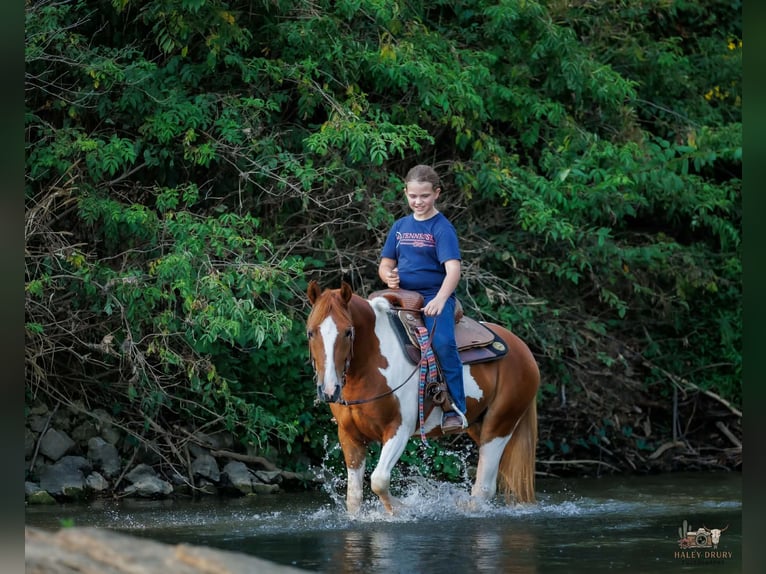 Weitere Ponys/Kleinpferde Wallach 4 Jahre 132 cm Schecke in Auburn