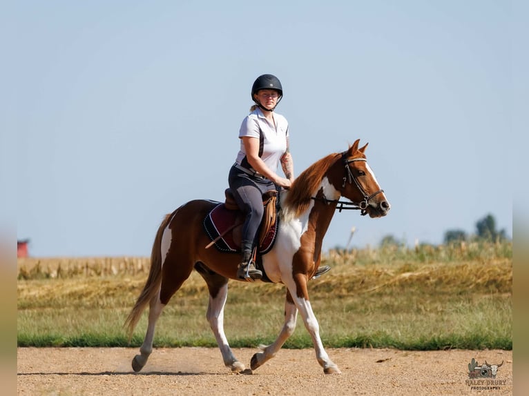 Weitere Ponys/Kleinpferde Wallach 4 Jahre 132 cm Schecke in Auburn