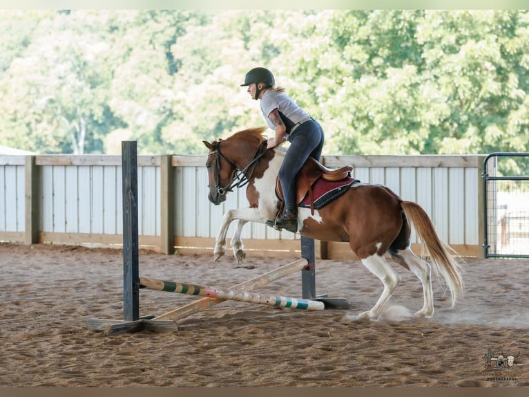 Weitere Ponys/Kleinpferde Wallach 4 Jahre 132 cm Schecke in Auburn
