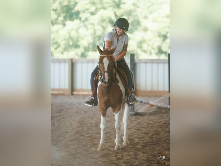 Weitere Ponys/Kleinpferde Wallach 4 Jahre 132 cm Schecke in Auburn