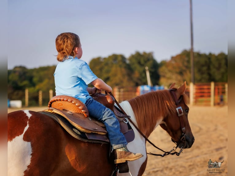 Weitere Ponys/Kleinpferde Wallach 4 Jahre 132 cm Schecke in Auburn