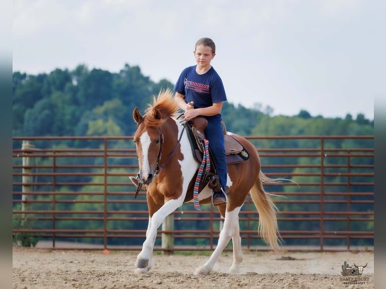 Weitere Ponys/Kleinpferde Wallach 4 Jahre 132 cm Schecke in Auburn