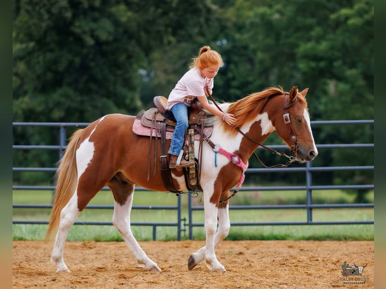 Weitere Ponys/Kleinpferde Wallach 4 Jahre 132 cm Schecke in Auburn
