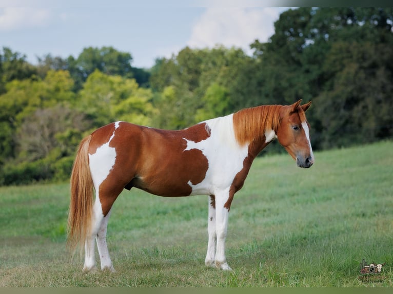 Weitere Ponys/Kleinpferde Wallach 4 Jahre 132 cm Schecke in Auburn