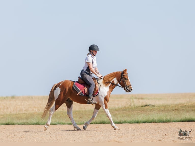 Weitere Ponys/Kleinpferde Wallach 4 Jahre 132 cm Schecke in Auburn