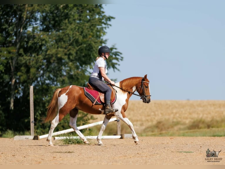 Weitere Ponys/Kleinpferde Wallach 4 Jahre 132 cm Schecke in Auburn