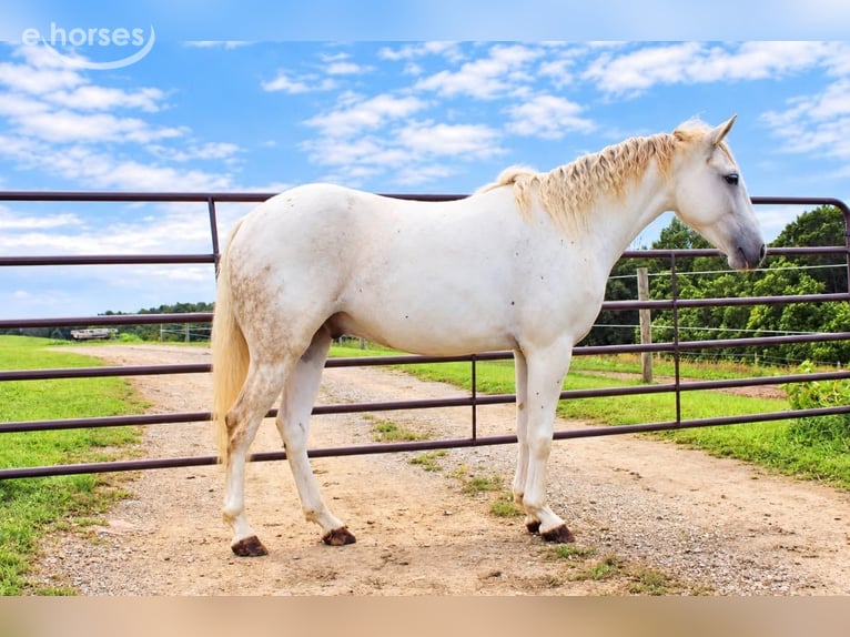 Weitere Ponys/Kleinpferde Wallach 4 Jahre 132 cm Schimmel in Derry