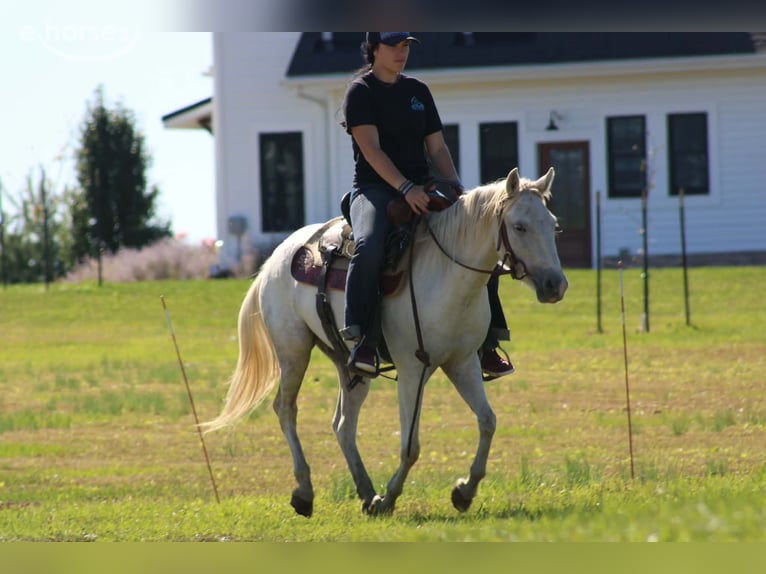 Weitere Ponys/Kleinpferde Wallach 4 Jahre 132 cm Schimmel in Derry