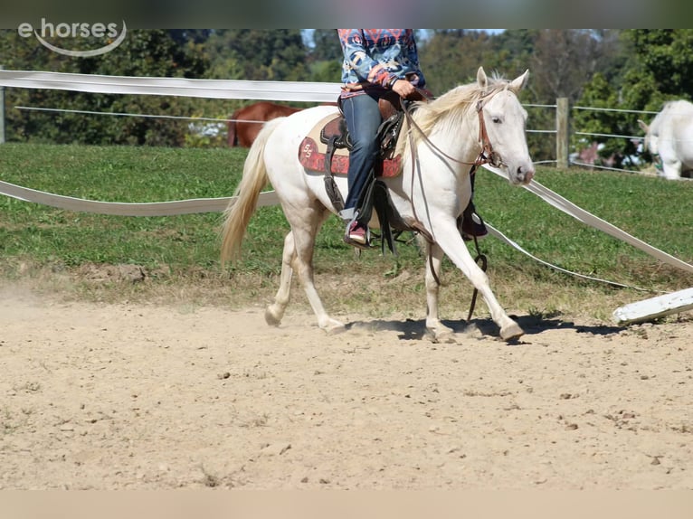 Weitere Ponys/Kleinpferde Wallach 4 Jahre 132 cm Schimmel in Derry