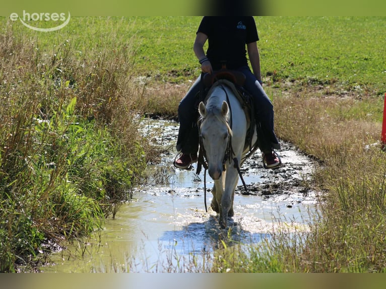 Weitere Ponys/Kleinpferde Wallach 4 Jahre 132 cm Schimmel in Derry