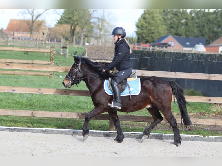 Weitere Ponys/Kleinpferde Wallach 4 Jahre 133 cm Brauner in Pepingen