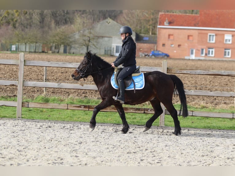Weitere Ponys/Kleinpferde Wallach 4 Jahre 133 cm Brauner in Pepingen