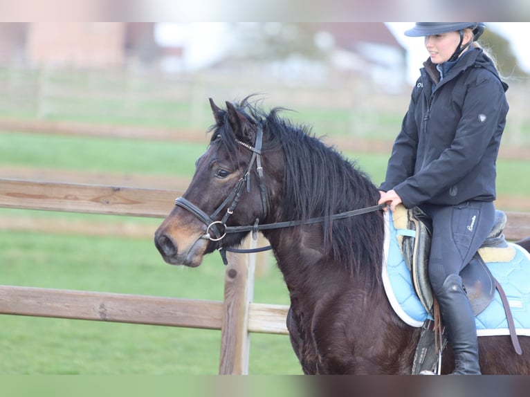 Weitere Ponys/Kleinpferde Wallach 4 Jahre 133 cm Brauner in Pepingen